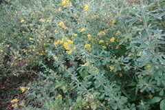 Crotalaria willdenowiana